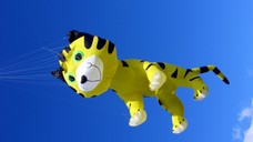 Tiger Katze
